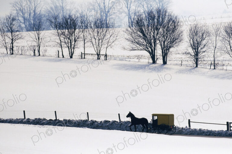 Amish Horse and Buggy in Snowy Landscape