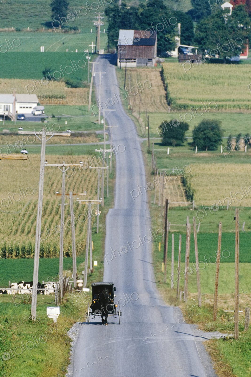 Amish Horse and Buggy on Country Road