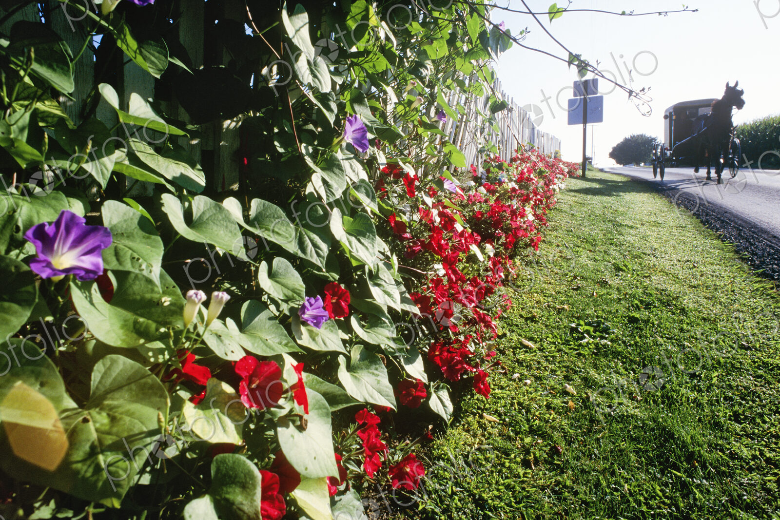 Amish Horse and Buggy on Flowered Country Road