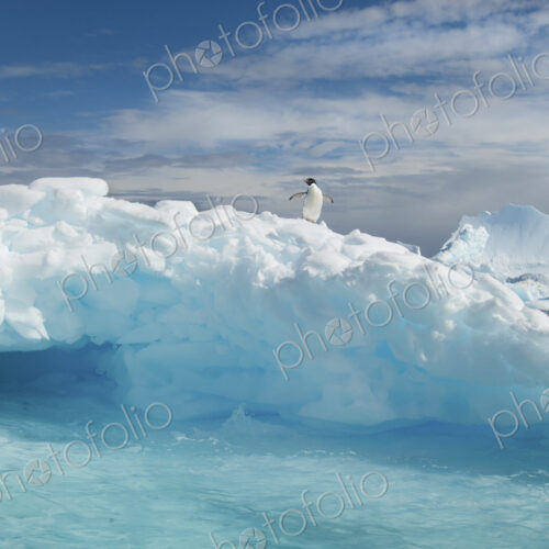 An Adelie penguin on top of an iceberg in the Antarctic seas. An Adelie penguin on top of an iceberg in the Antarctic seas.