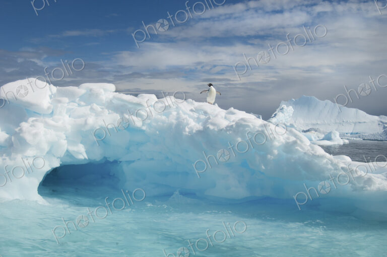 An Adelie penguin on top of an iceberg in the Antarctic seas.