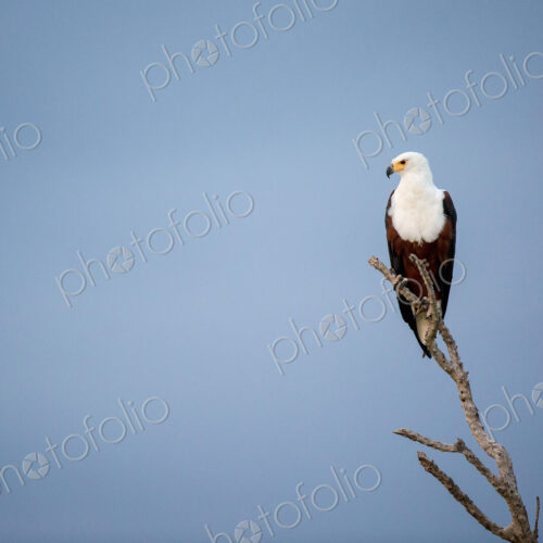 An African fish eagle, Haliaeetus Vocifer, perches on a branch, looking away, against… An African fish eagle, Haliaeetus Vocifer, perches on a branch, looking away, against…