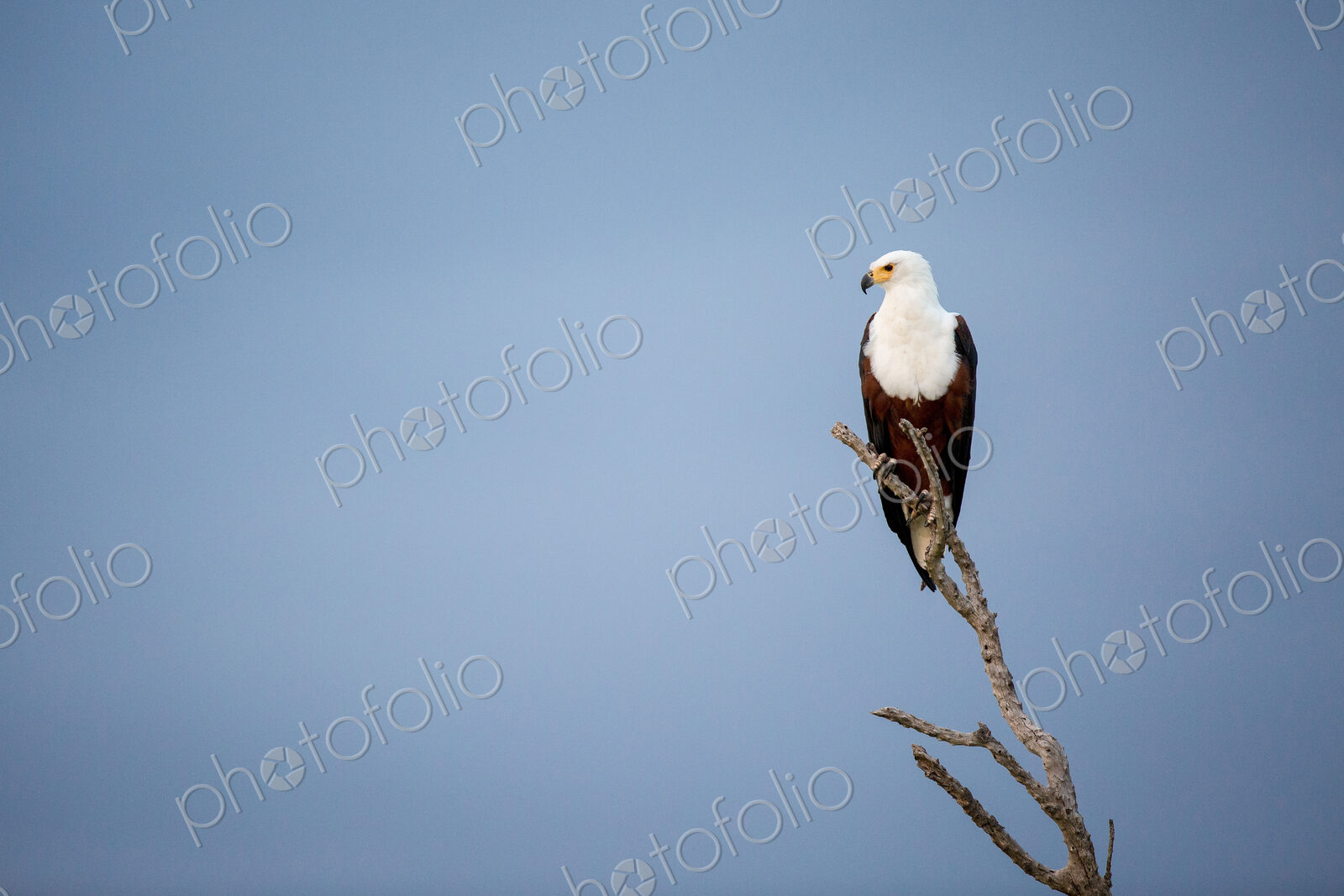 An African fish eagle, Haliaeetus Vocifer, perches on a branch, looking away, against…