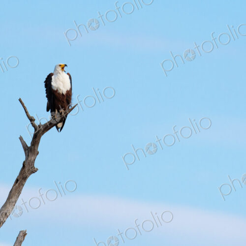 An African fish eagle, Haliaeetus vocifer, perches on a dead branch, looking out of frame