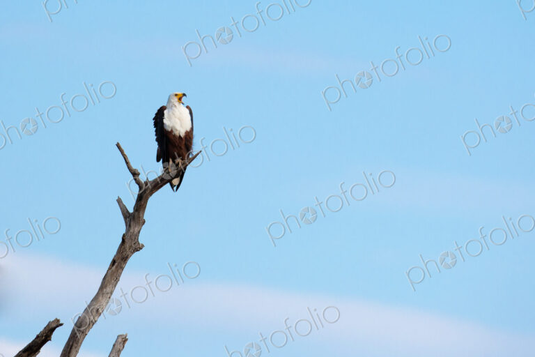 An African fish eagle, Haliaeetus vocifer, perches on a dead branch, looking out of frame