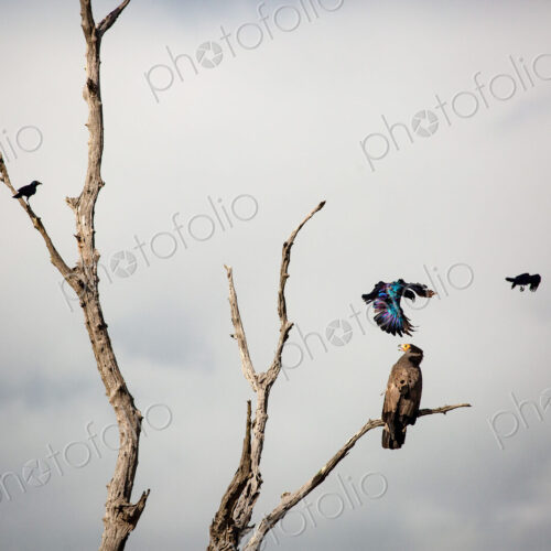 An African harrier-hawk, Polyboroides typus, perched in a dead tree, two Burchell's…