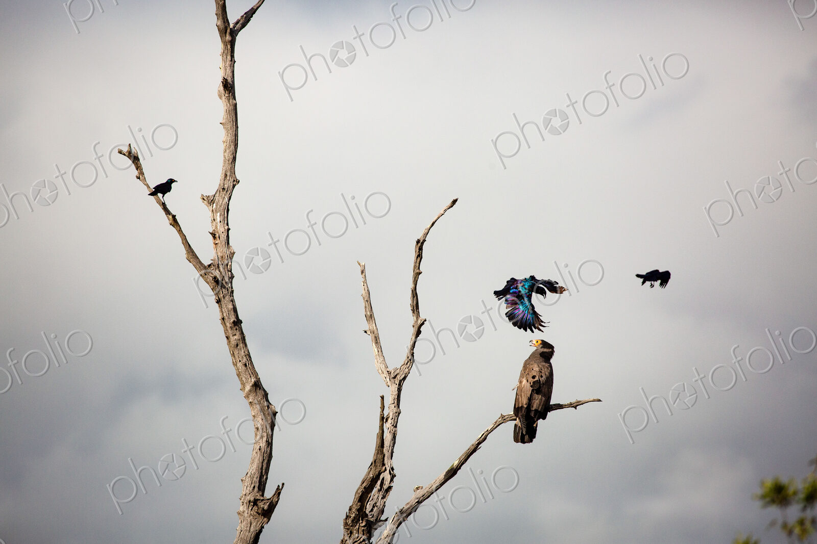 An African harrier-hawk, Polyboroides typus, perched in a dead tree, two Burchell’s…