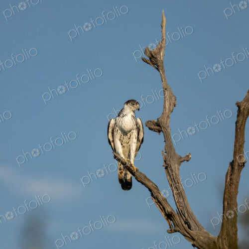 An African hawk eagle, Aquila spilogaster, perched on a dead tree.