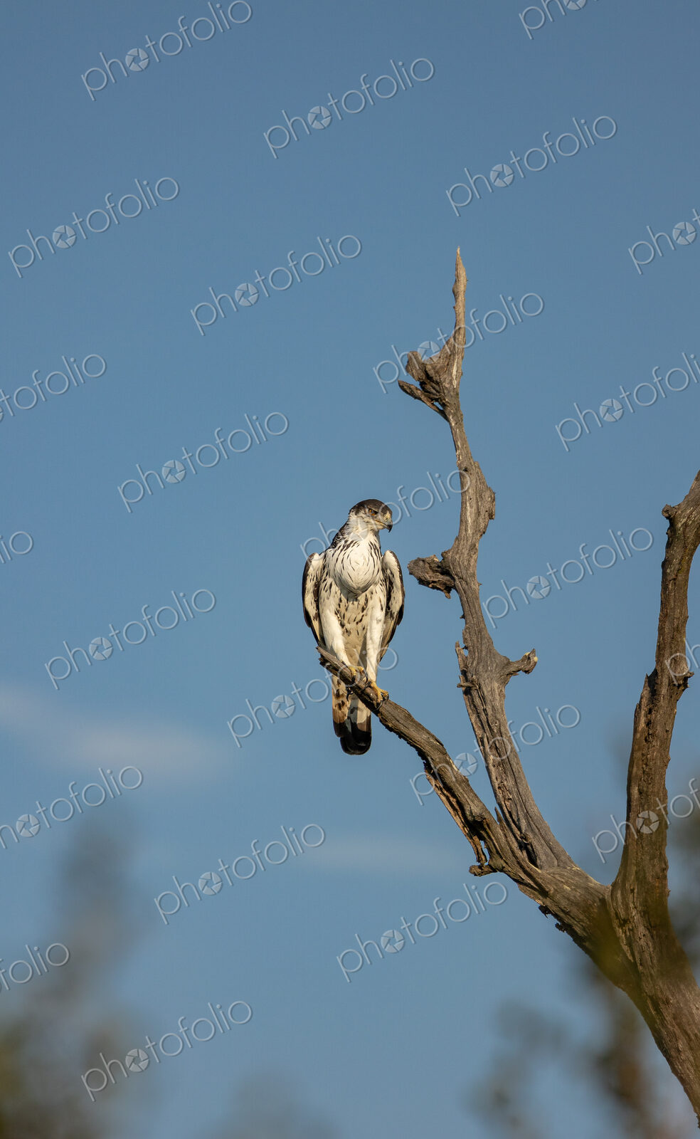 An African hawk eagle, Aquila spilogaster, perched on a dead tree.