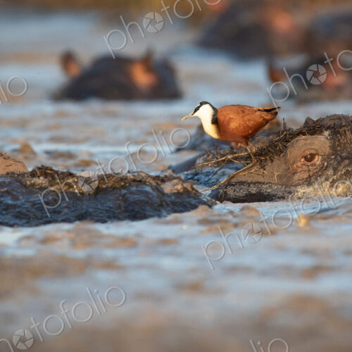 An African jacana bird, Actophilornis africanus, on a wallowing hippopotamus An African jacana bird, Actophilornis africanus, on a wallowing hippopotamus