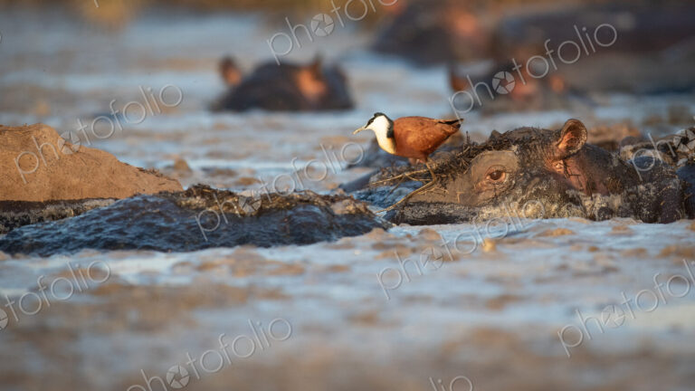 An African jacana bird, Actophilornis africanus, on a wallowing hippopotamus