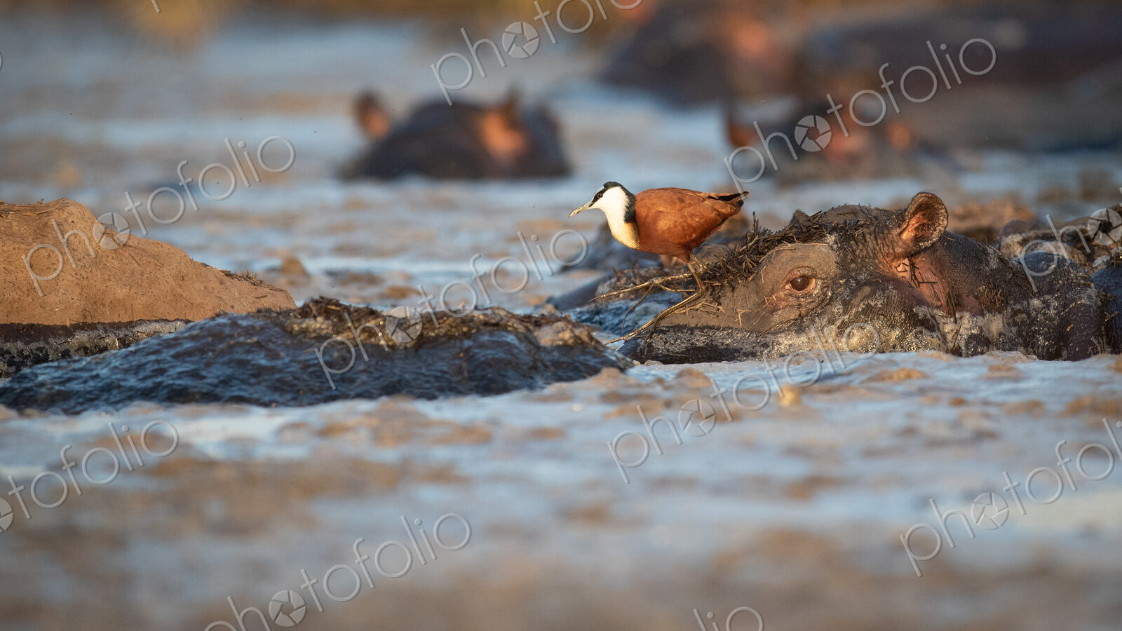 An African jacana bird, Actophilornis africanus, on a wallowing hippopotamus