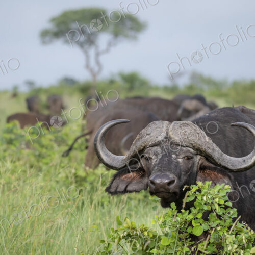 An African or Cape buffalo, Syncerus caffer, direct gaze standing in green field with…