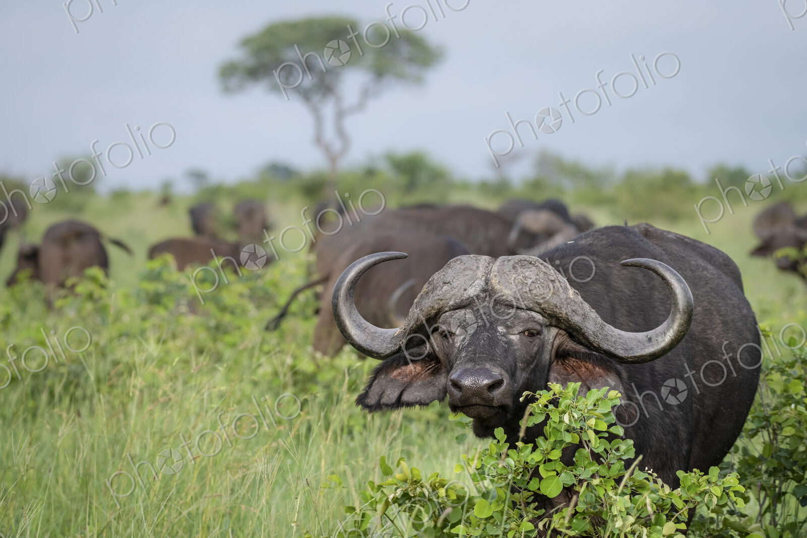 An African or Cape buffalo, Syncerus caffer, direct gaze standing in green field with…