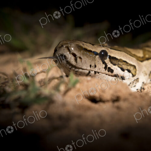 An African python's head, Python sebae, lit up by spotlight, tongue out An African python's head, Python sebae, lit up by spotlight, tongue out