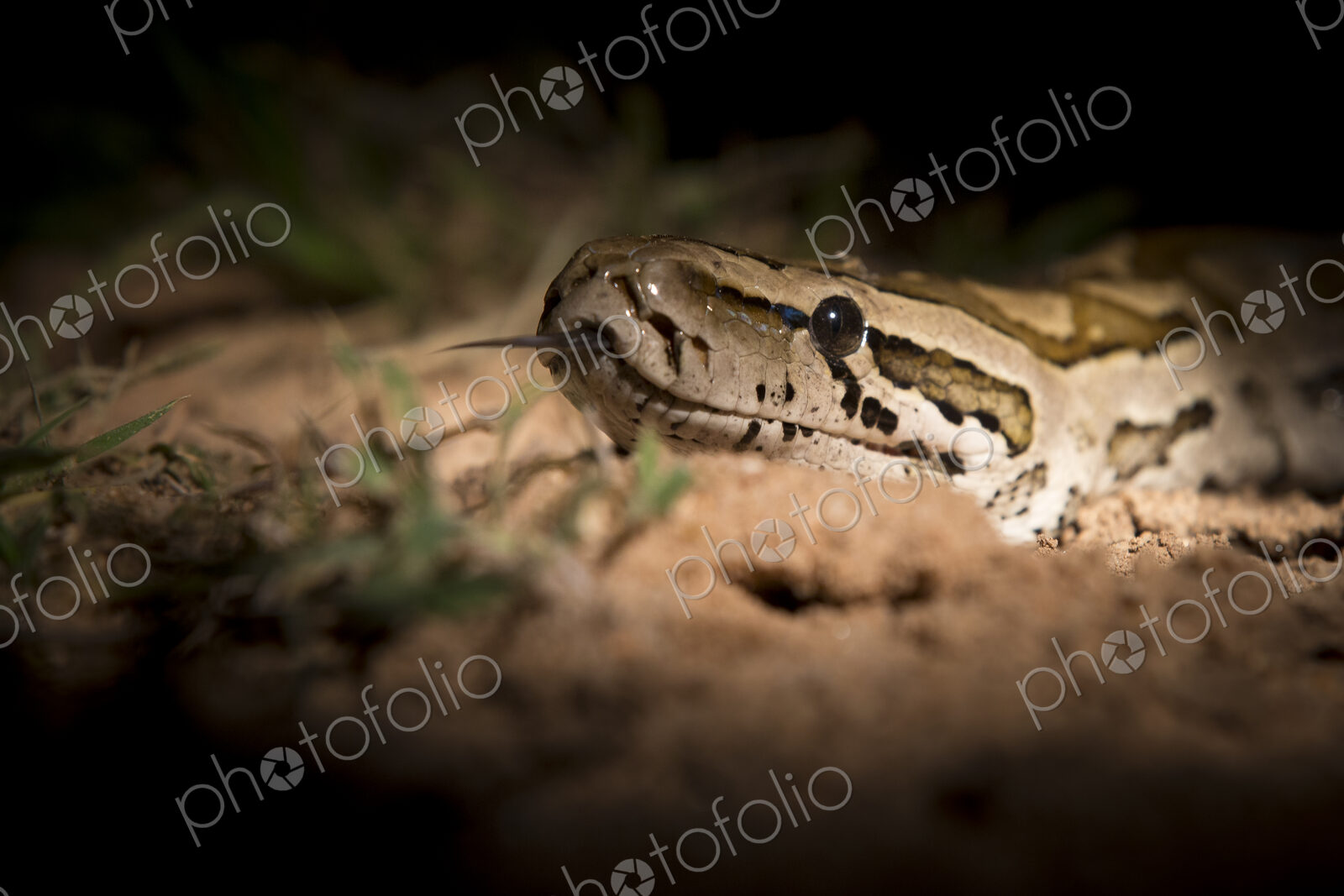An African python’s head, Python sebae, lit up by spotlight, tongue out