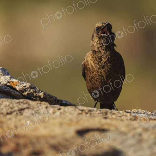 An Ant-Eating Chat, Myrmecocichla formicivora at Goegap Nature Reserve An Ant-Eating Chat, Myrmecocichla formicivora at Goegap Nature Reserve