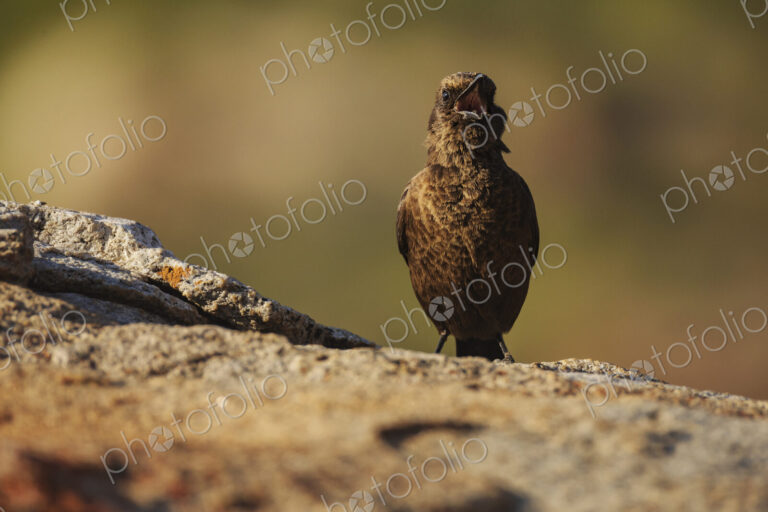 An Ant-Eating Chat, Myrmecocichla formicivora at Goegap Nature Reserve