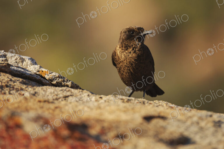 An Ant-Eating Chat, Myrmecocichla formicivora at Goegap Nature Reserve