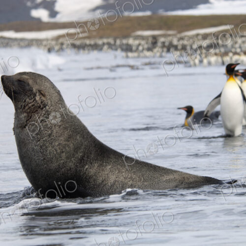 An Antarctic fur seal, Arctocephalus gazella, on the seashore, and a group of King… An Antarctic fur seal, Arctocephalus gazella, on the seashore, and a group of King…