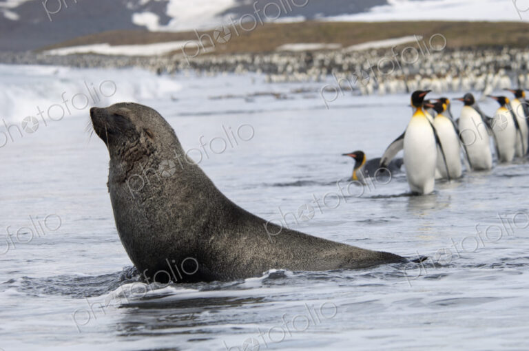 An Antarctic fur seal, Arctocephalus gazella, on the seashore, and a group of King…