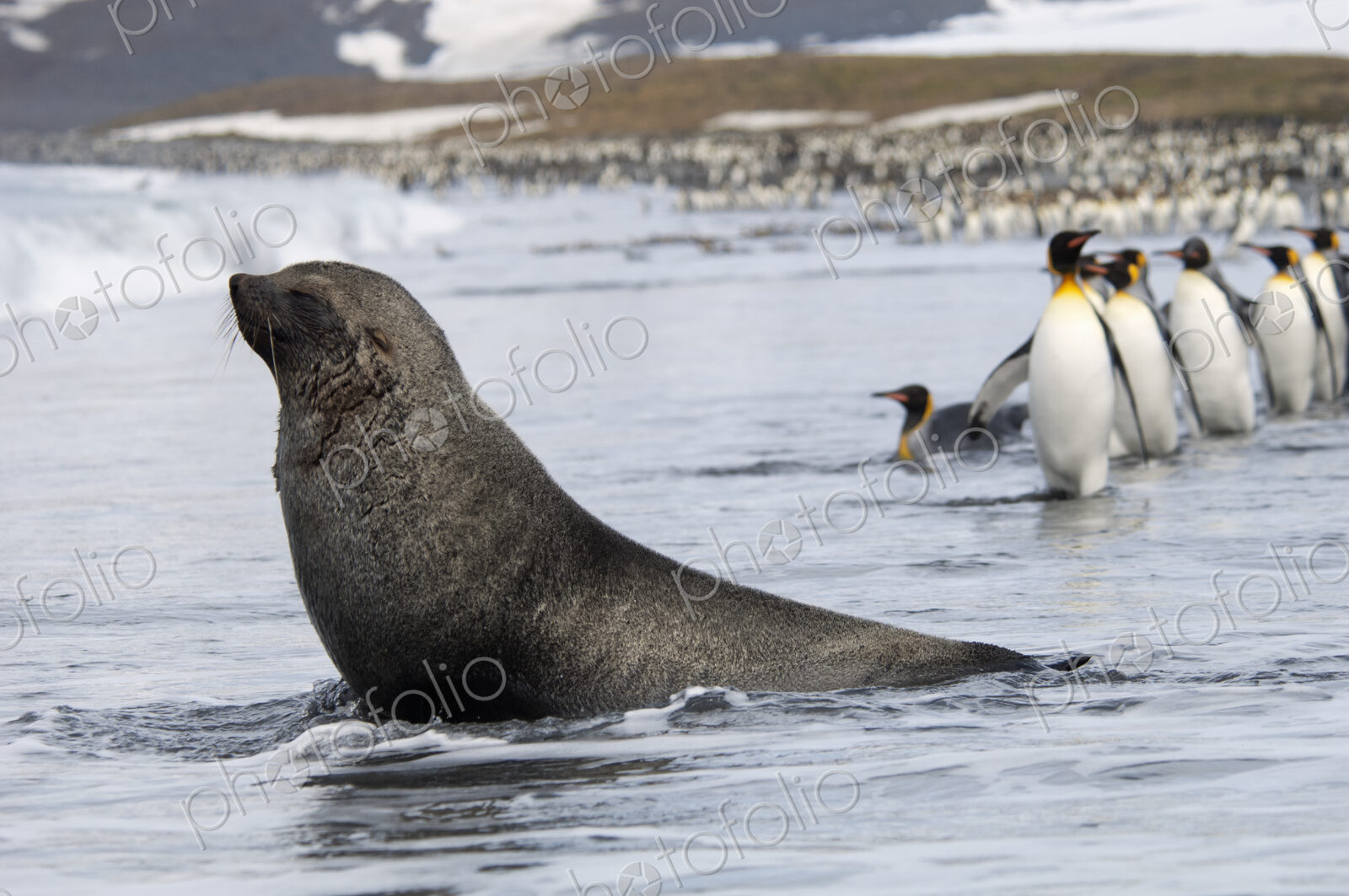 An Antarctic fur seal, Arctocephalus gazella, on the seashore, and a group of King…