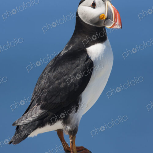 An Atlantic Puffin with his colourful bill.