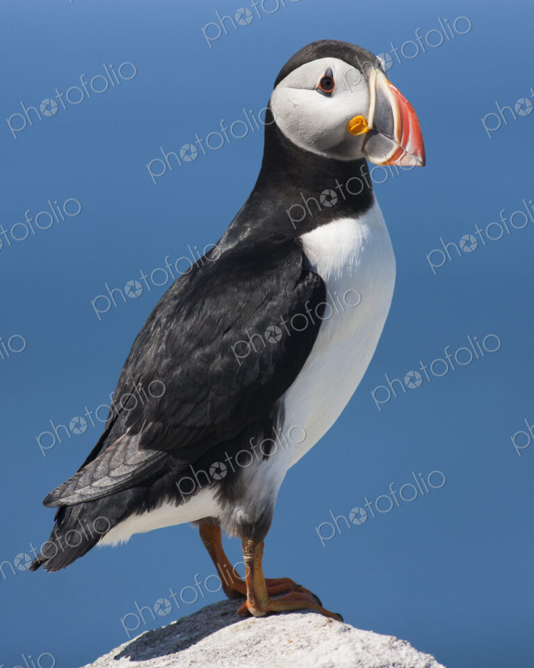 An Atlantic Puffin with his colourful bill.