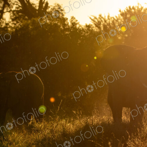 An Elephant, Loxodonta africana, feeding during golden hour. An Elephant, Loxodonta africana, feeding during golden hour.