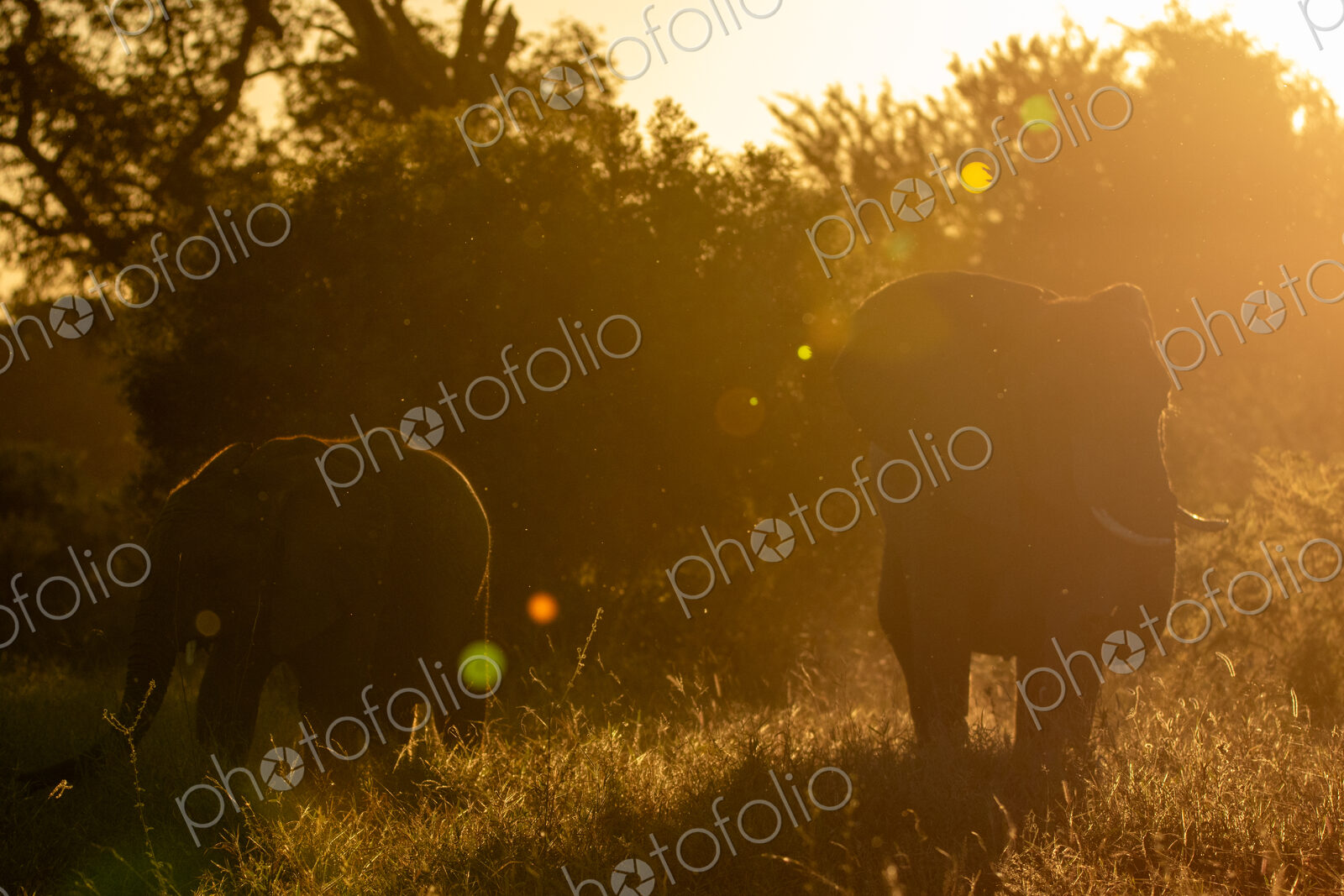 An Elephant, Loxodonta africana, feeding during golden hour.