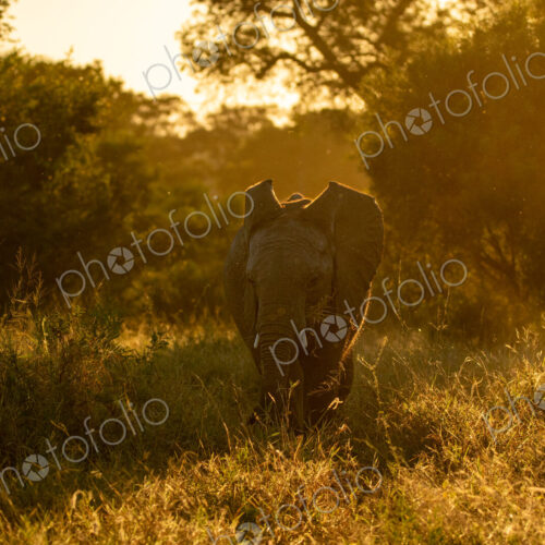 An Elephant, Loxodonta africana, feeding during golden hour. An Elephant, Loxodonta africana, feeding during golden hour.