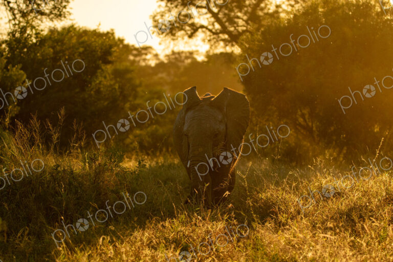 An Elephant, Loxodonta africana, feeding during golden hour.