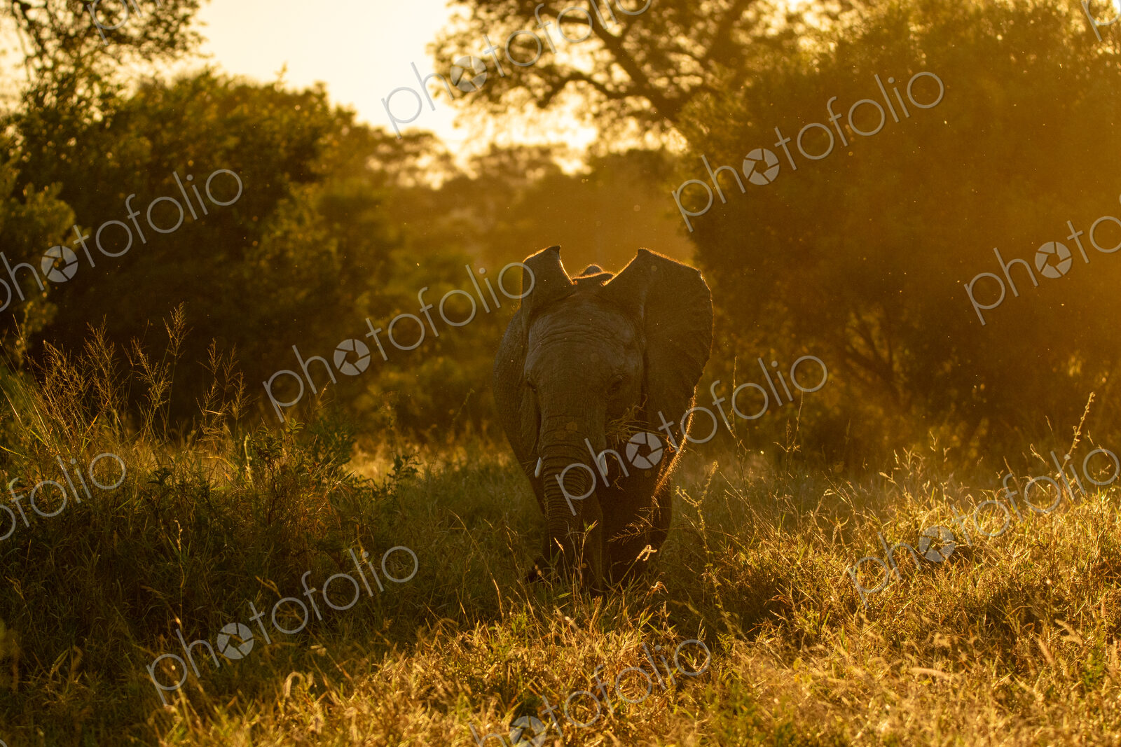 An Elephant, Loxodonta africana, feeding during golden hour.