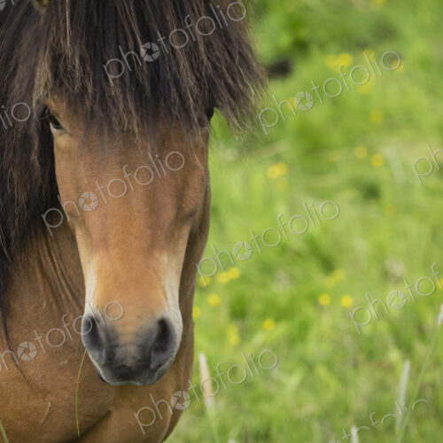 An Icelandic bay horse with long mane and forelock. An Icelandic bay horse with long mane and forelock.