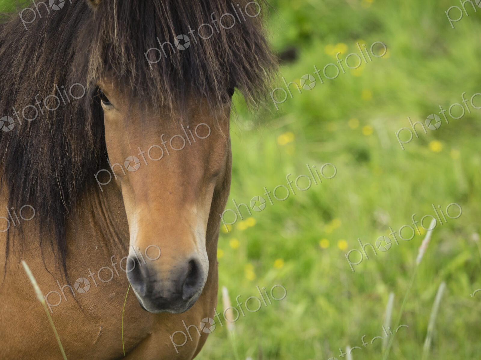 An Icelandic bay horse with long mane and forelock.