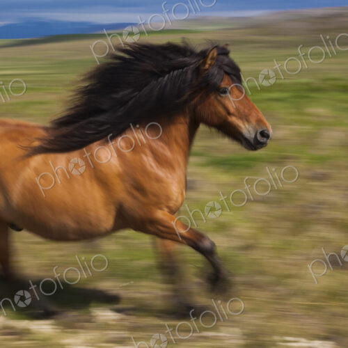 An Icelandic horse galloping in open countryside.