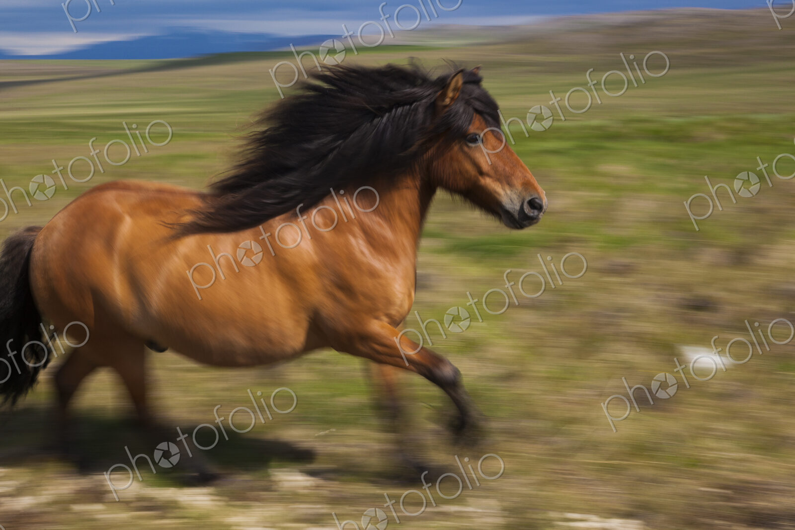 An Icelandic horse galloping in open countryside.