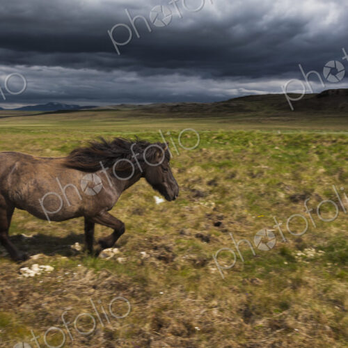 An Icelandic horse on grassland. An Icelandic horse on grassland.