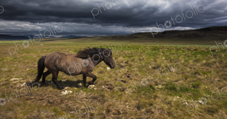 An Icelandic horse on grassland.