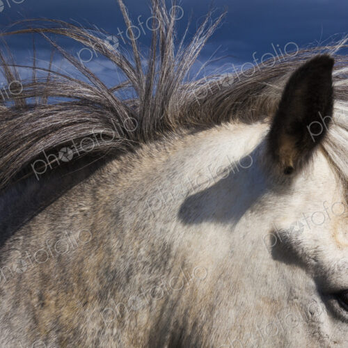 An Icelandic horse, with a grey coat and mane. An Icelandic horse, with a grey coat and mane.