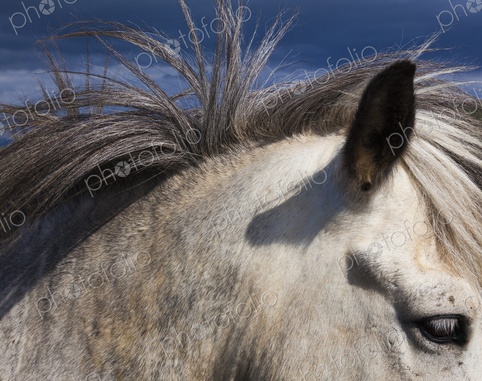 An Icelandic horse, with a grey coat and mane.