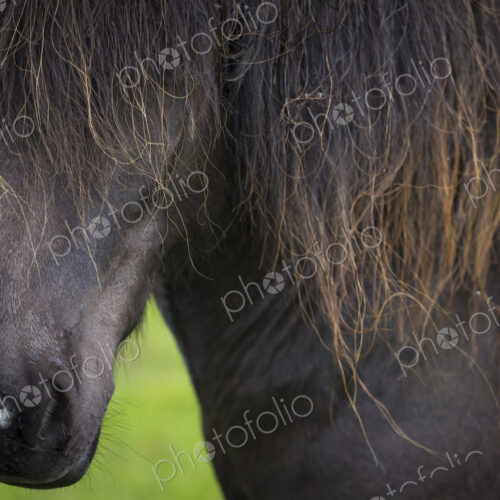 An Icelandic horse with dark coat and long black mane. Close up of the head and mane. An Icelandic horse with dark coat and long black mane. Close up of the head and mane.