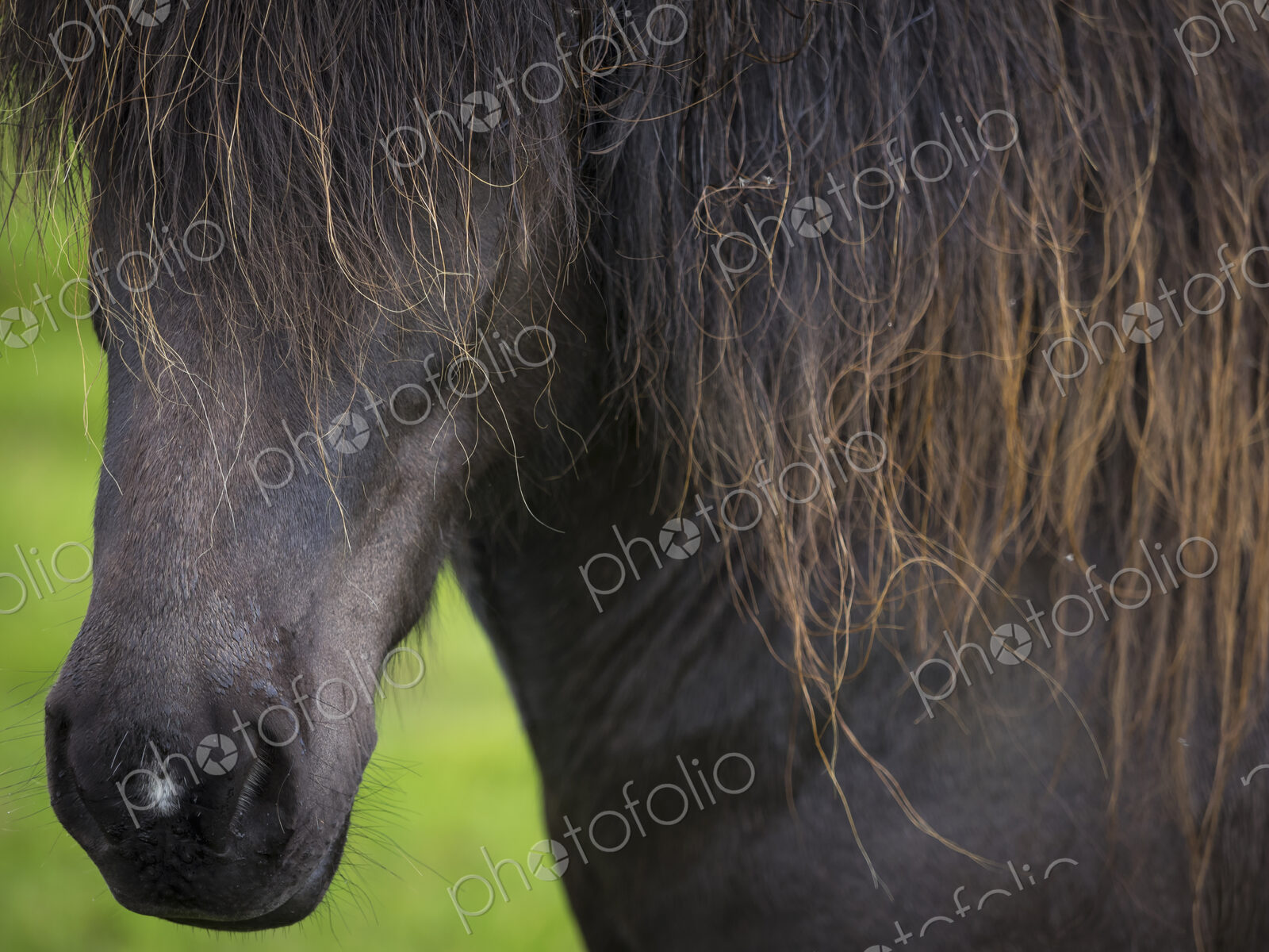 An Icelandic horse with dark coat and long black mane. Close up of the head and mane.