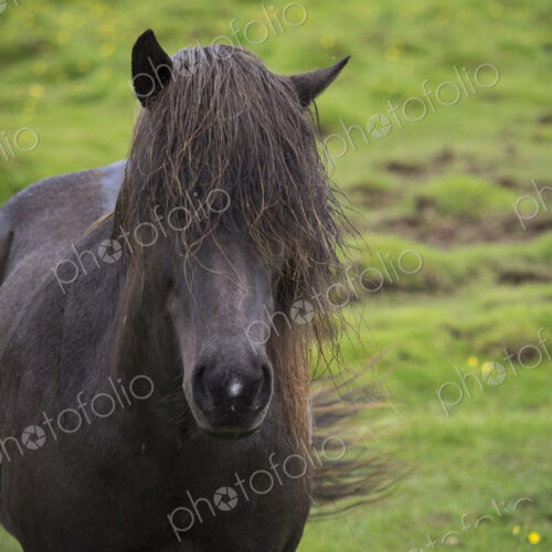 An Icelandic horse with dark coat and long black mane. Front view. An Icelandic horse with dark coat and long black mane. Front view.