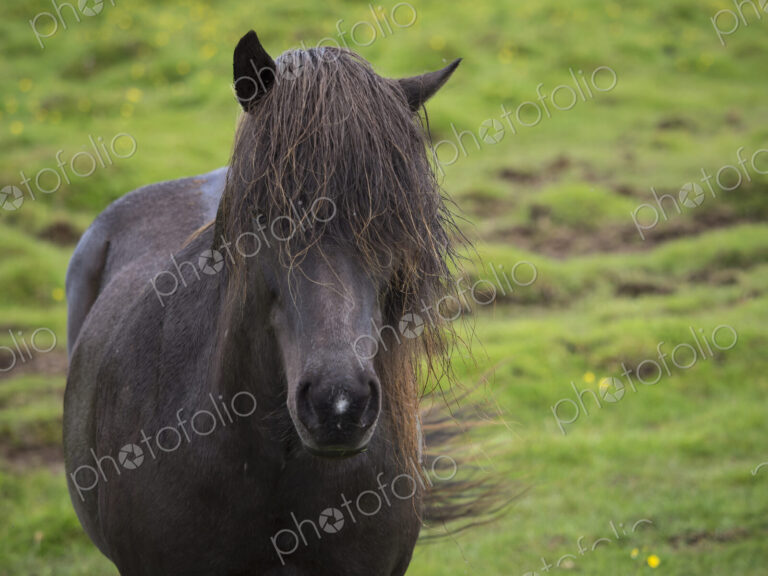 An Icelandic horse with dark coat and long black mane. Front view.