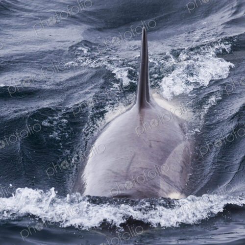 An Orca, a killer whale swimming in the ocean in Antarctica. An Orca, a killer whale swimming in the ocean in Antarctica.