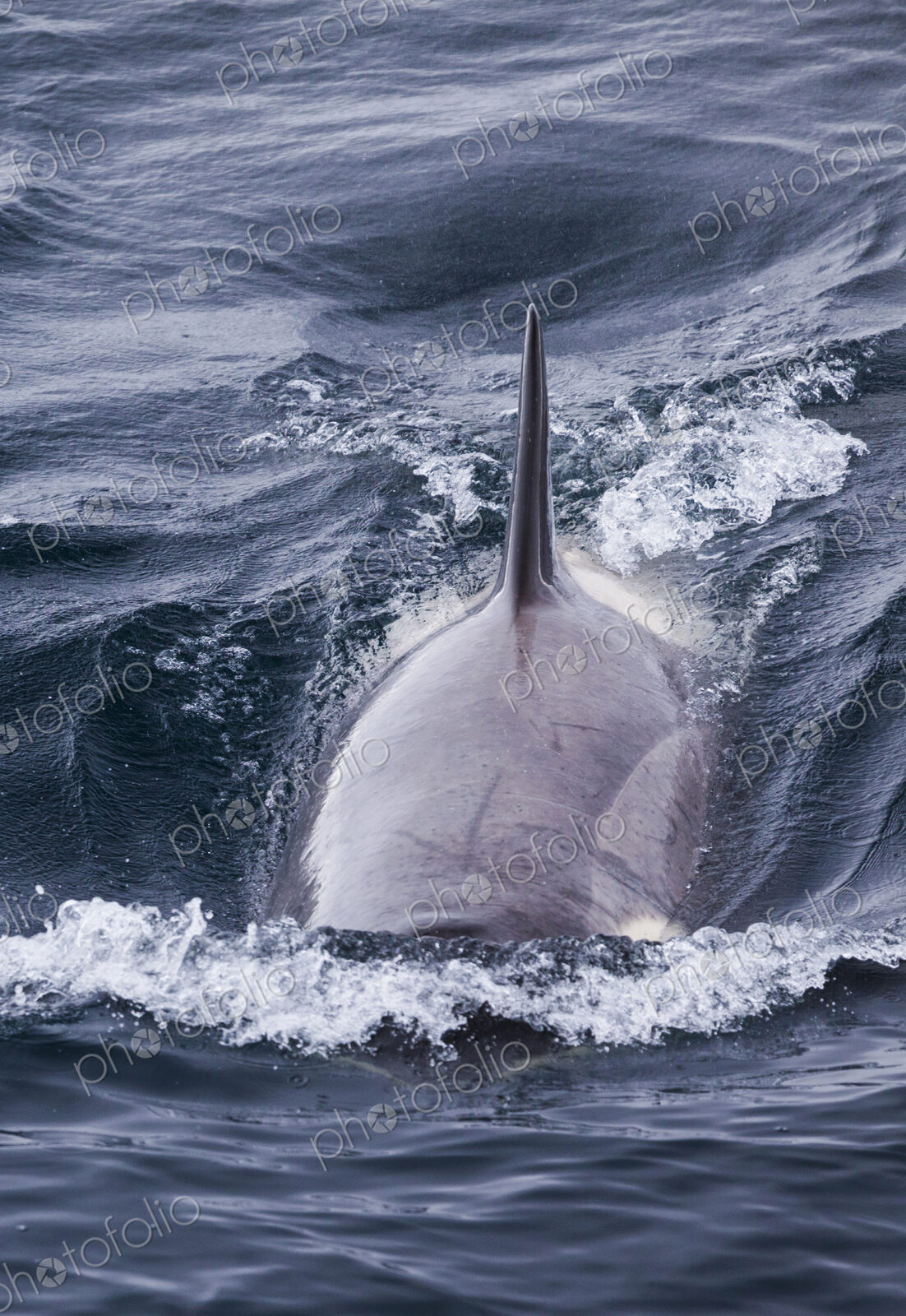 An Orca, a killer whale swimming in the ocean in Antarctica.
