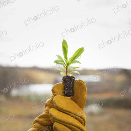 An Organic Farm in Winter in Cold Spring, New York State. A gloved hand holding a… An Organic Farm in Winter in Cold Spring, New York State. A gloved hand holding a…