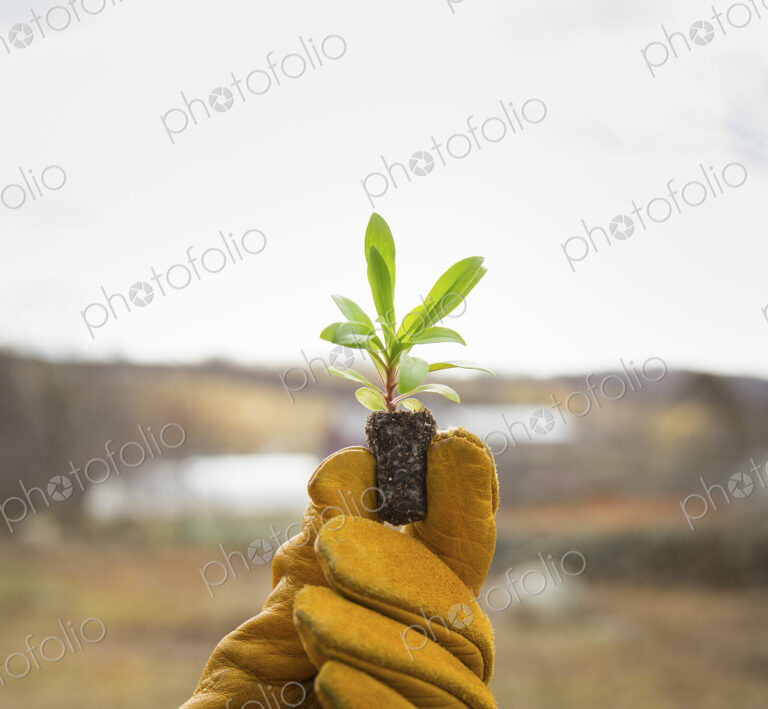 An Organic Farm in Winter in Cold Spring, New York State. A gloved hand holding a…