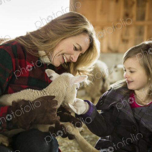 An Organic Farm in Winter in Cold Spring, New York State. Livestock overwintering. A… An Organic Farm in Winter in Cold Spring, New York State. Livestock overwintering. A…